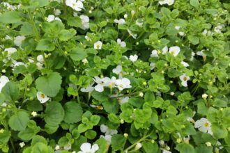 Les plantes Bacopa sont idéales comme plantes suspendues pour votre patio ou porche : Guide de culture.