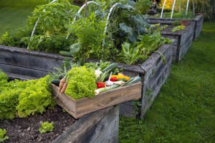 Essayez ce conseil de jardinage dès maintenant pour une récolte de fruits et de légumes plus abondante l’année prochaine.