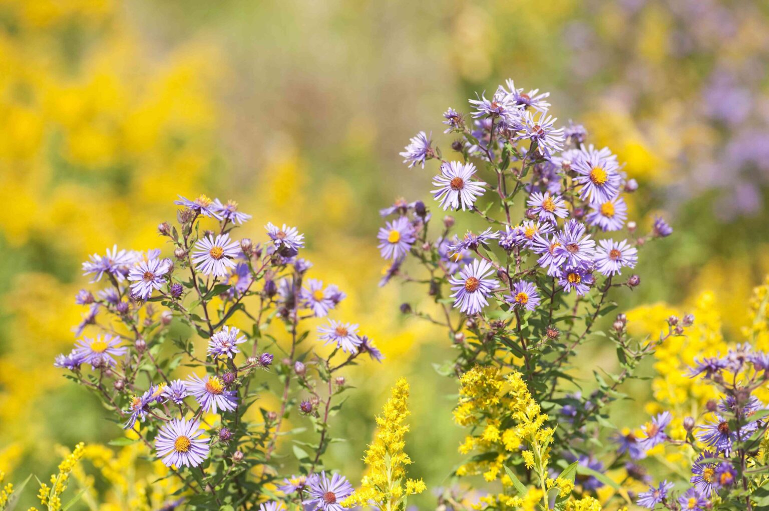 27 types de fleurs d’aster à cultiver dans votre jardin d’automne pour ajouter une touche de couleur de dernière minute