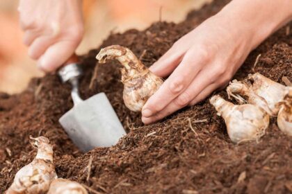 Comment et quand planter des bulbes pour des fleurs éclatantes