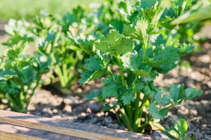 16 Plantes Compagnes du Céleri Qui Aideront Votre Jardin à S’épanouir