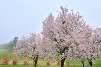 17 Meilleurs Arbres de Haie pour Votre Jardin