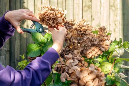 Faut-il tailler les hortensias en automne ? Les recommandations d’un expert pour des fleurs plus grandes.