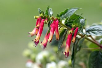 Comment cultiver et entretenir des plantes de Cuphea comme un jardinier professionnel