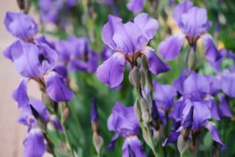 Vous devriez conserver les bulbes d’iris dès maintenant pour une meilleure floraison en 2025 — Comment bien le faire.