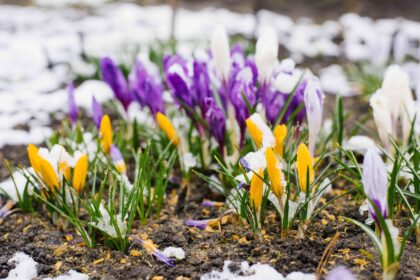 Il est temps de pailler vos parterres de fleurs pour de plus belles floraisons au printemps—voici comment procéder.