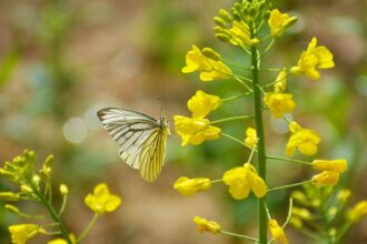 23 fleurs vivaces jaunes à planter pour un éclat de couleur