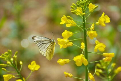 23 fleurs vivaces jaunes à planter pour un éclat de couleur