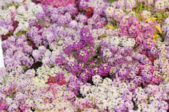 L’alysson sucré nécessite des soins particuliers en hiver : ce que vous devez faire sans tarder pour des plantes épanouies.