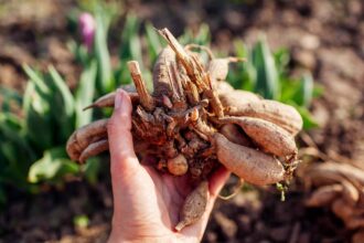 Protégez vos dahlias du froid dès maintenant avec une étape simple, selon un jardinier.