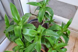 Comment cultiver et entretenir les plantes panier (Callisia Fragrans)