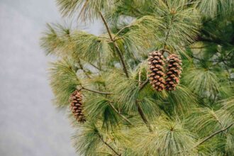 Le meilleur paillis pour les plantes à croissance rapide se trouve déjà dans votre jardin, affirment les jardiniers.