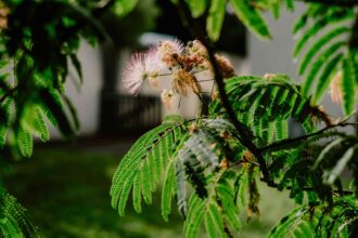 Il est temps de tailler les arbres à mimosas pour une couronne plus dense au printemps : voici comment procéder.