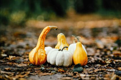 15 Types de Courges que les Jardiniers Passionnés Aiment pour la Décoration d’Automne, les Loisirs Créatifs, et Plus encore