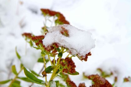 Ces plantes résistantes au gel peuvent survivre à l’hiver sans votre aide, selon un jardinier.