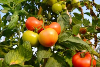 Comment sauver des plants de tomates trop arrosés