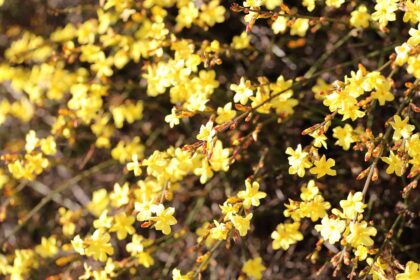 Le jasmin d’hiver est une magnifique plante à fleurs hivernales : conseils pour la cultiver et la faire prospérer.