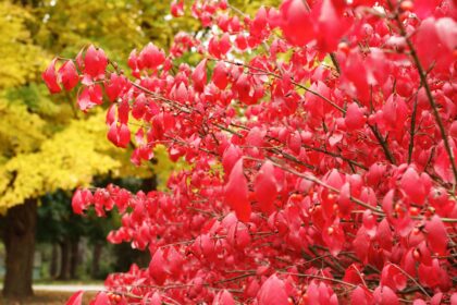 Il est temps de tailler le buisson ardent pour une plante plus fournie au printemps — Voici comment procéder.