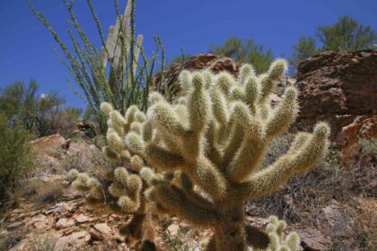 Comment cultiver un cactus ours en peluche en tant que plante d’intérieur cet automne