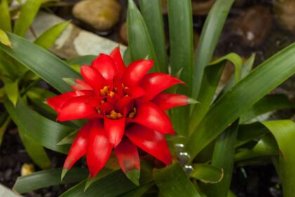 Comment cultiver des Guzmania pour des fleurs parfaites à la maison