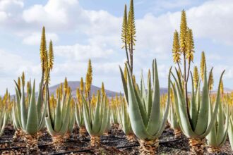 Aloe Vera Fait-Elle des Fleurs ? Ce qu’il Faut Savoir et Comment Faire Fleurir la Vôtre