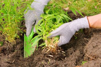 Comment transplanter le bambou avec succès (sans le tuer)