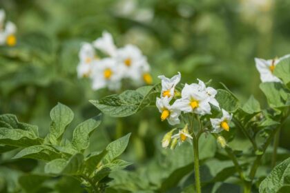 Les fleurs de pomme de terre sont magnifiques, mais faut-il les enlever ? Les experts disent que c’est probablement préférable.