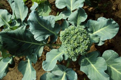 Quand et comment récolter le broccoli pour un résultat parfait à chaque fois