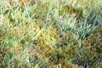 Chaux pour les Pelouses : Quand, Pourquoi et Comment l’Appliquer à Votre Gazon