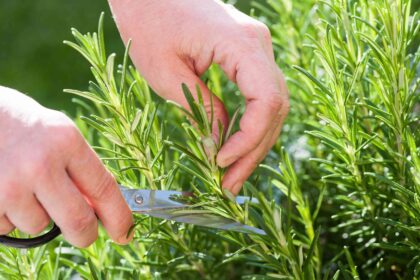 Quand et comment tailler correctement le romarin pour que vos plantes restent en bonne santé.