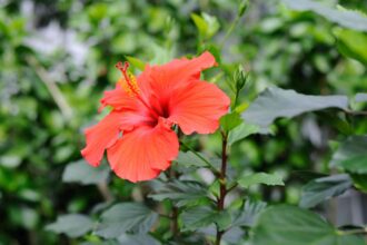 Comment tailler l’hibiscus correctement pour de grandes et belles fleurs la saison prochaine.