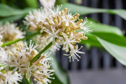 Que faire lorsque votre plant de maïs fleurit (et pourquoi cela se produit)