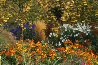 16 Plantes Vivaces d’Automne à Planter Dès Maintenant pour une Couleur de Dernière Minute, Selon les Experts