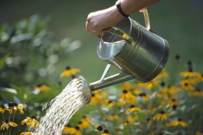 À quelle fréquence devez-vous arroser vos plantes d’extérieur ?