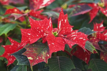 Les poinsettias se déclinent en plus de variétés que vous ne le pensez : découvrez celles-ci pour des fleurs de fête.