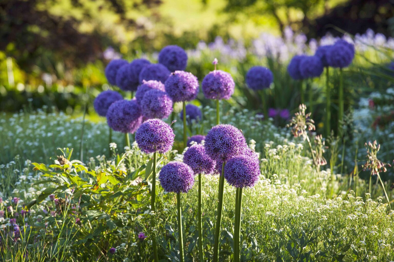Quand est le meilleur moment pour planter des bulbes d’allium ? Pourquoi les experts recommandent de commencer dès maintenant.