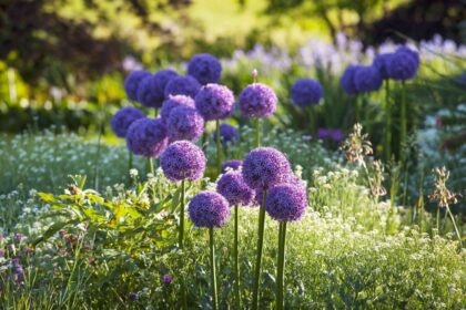 Quand est le meilleur moment pour planter des bulbes d’allium ? Pourquoi les experts recommandent de commencer dès maintenant.