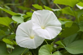 Comment cultiver et entretenir la fleur de lune