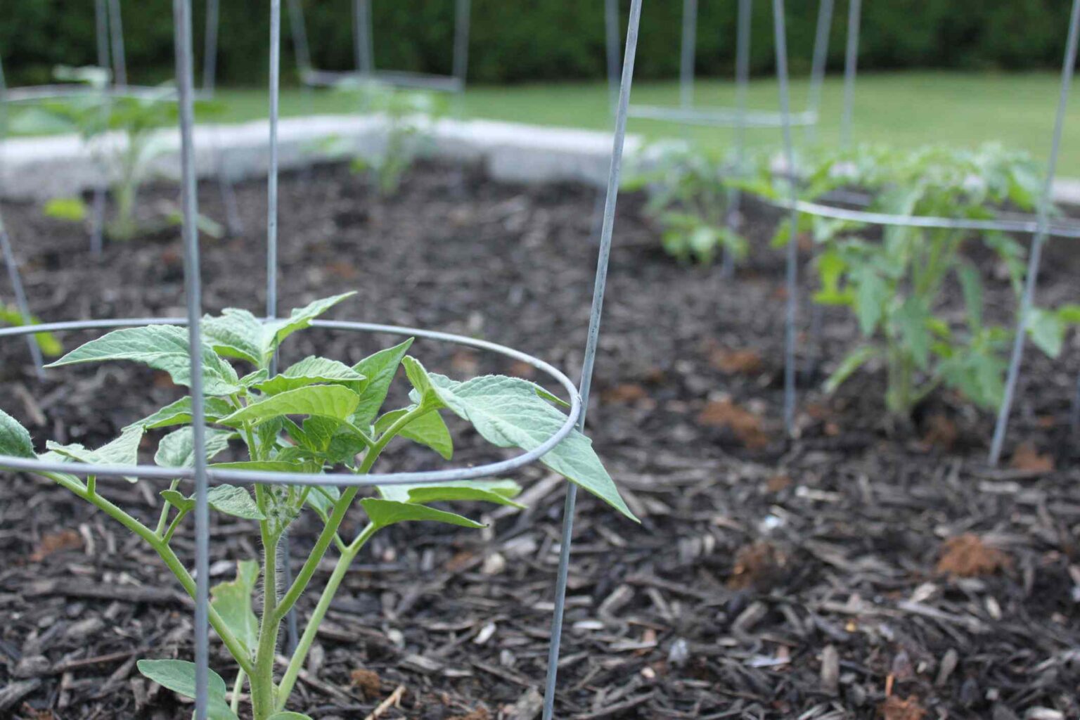 À quelle distance devez-vous planter vos tomates dans le jardin ?