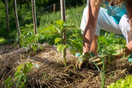 Faut-il pailler votre potager ? Nous avons posé la question à un expert.