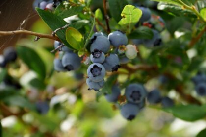 15 Plantes Compagnes pour Myrtilles : Herbes et Fleurs Sauvages pour des Plantes en Meilleure Santé