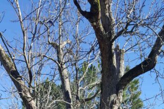 Comment reconnaître si un arbre est mort : 6 signes à surveiller