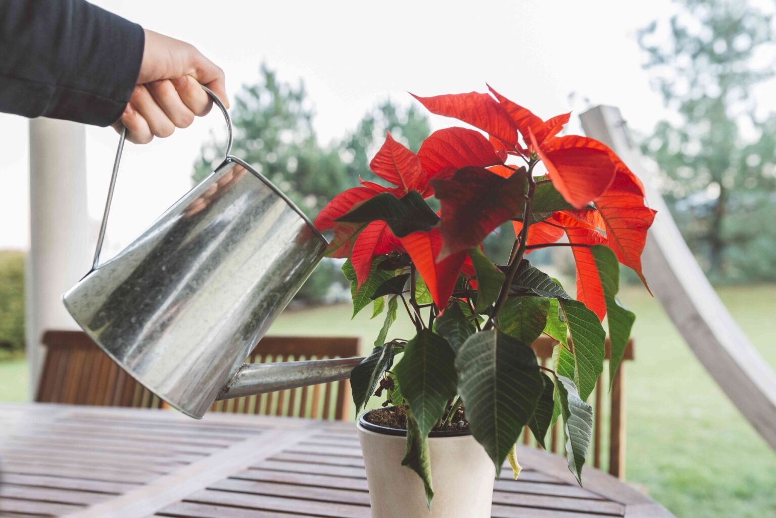 Faut-il arroser les poinsettias dès leur arrivée à la maison ?