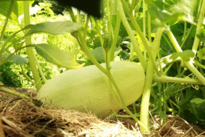 Quand récolter les courges spaghetti pour une récolte parfaite