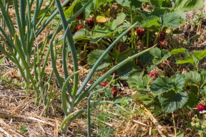 11 Meilleures Plantes Compagnes pour les Fraises (et Celles à Éviter à Proximité)