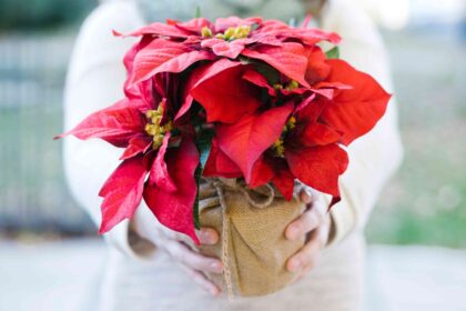 Pourquoi abandonner les poinsettias et offrir plutôt cette plante sous-estimée