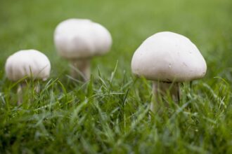 Pourquoi des champignons poussent-ils dans mon jardin ? Six raisons et solutions.