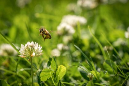 Cette Tendance de Gazon Peu Entretien Est Également Amie des Pollinisateurs