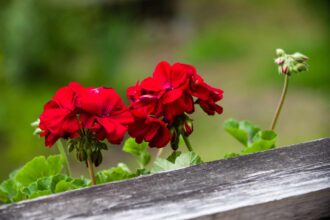 Comment enlever les fleurs fanées des géraniums pour des plantes plus épaisses et plus belles
