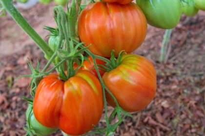 Comment cultiver et entretenir la tomate ‘Ananas’